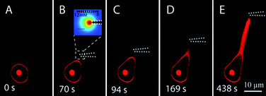 Graphical abstract: Protrusive growth and periodic contractile motion in surface-adhered vesicles induced by Ca2+-gradients