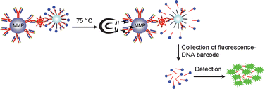 Graphical abstract: Detection of avian influenza virus by fluorescent DNA barcode-based immunoassay with sensitivity comparable to PCR