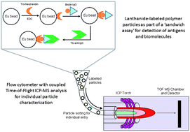 Graphical abstract: Bio-functional, lanthanide-labeled polymer particles by seeded emulsion polymerization and their characterization by novel ICP-MS detection