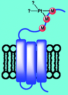 Graphical abstract: Coordination of platinum therapeutic agents to met-rich motifs of human copper transport protein1