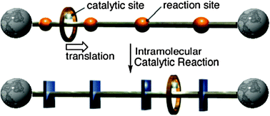 Graphical abstract: Successive catalytic reactions specific to Pd-based rotaxane complexes as a result of wheel translation along the axle