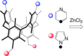 Graphical abstract: Molecular tectonics: formation and structural studies on a 2-D directional coordination network based on a non-centric metacyclophane based tecton and zinc cation