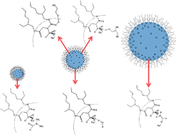 Graphical abstract: What are the factors that control non-aqueous/AOT/n-heptane reverse micelle sizes? A dynamic light scattering study