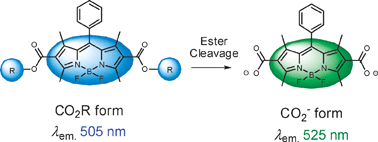 Graphical abstract: Development of 2,6-carboxy-substituted boron dipyrromethene (BODIPY) as a novel scaffold of ratiometric fluorescent probes for live cell imaging