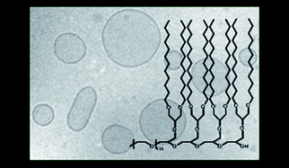 Graphical abstract: Physicochemical and biopharmaceutical characterization of dipalmitoyl phosphatidylcholine liposomes sterically stabilized by copolymers bearing short blocks of lipid-mimetic units