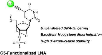 Graphical abstract: Optimized DNA-targeting using triplex forming C5-alkynyl functionalized LNA