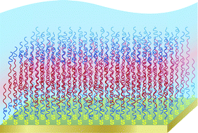 Graphical abstract: Biomimetic supported membranes from amphiphilic block copolymers