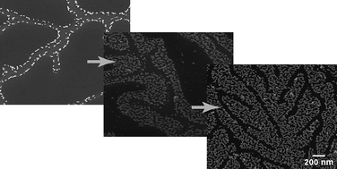 Graphical abstract: Nanoparticle organisation into branched morphologies using thin films of crystalline polymers as dynamic templates