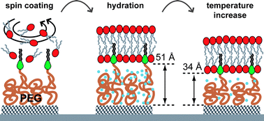 Graphical abstract: Preparation of fluid tethered lipid bilayers on poly(ethylene glycol) by spin-coating