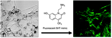 Graphical abstract: Fluorescent mimics of 5-hydroxytryptamine based on N-alkylated derivatives of 6-hydroxycarbostyril