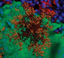 Graphical abstract: In silico evolutionary dynamics of tumour virotherapy