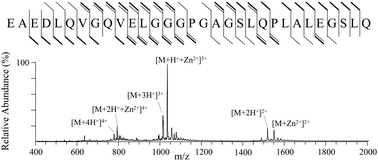 Graphical abstract: Mass spectrometric characterization and activity of zinc-activated proinsulin C-peptide and C-peptide mutants