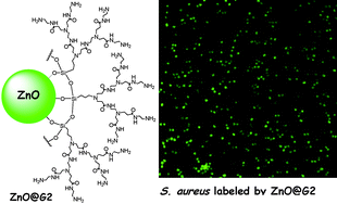 Graphical abstract: Biocompatible and stable ZnO quantum dots generated by functionalization with siloxane-core PAMAM dendrons