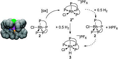 Graphical abstract: Activation of H2 by a highly distorted RhII complex with a new C3-symmetric tripodal tetraphosphine ligand