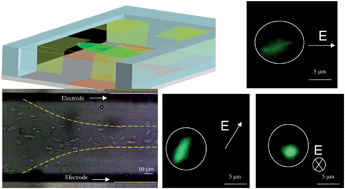 Graphical abstract: 3-dimensional electrode patterning within a microfluidic channel using metal ion implantation