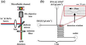 Graphical abstract: High-throughput confinement and detection of single DNA molecules in aqueous microdroplets