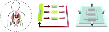 Graphical abstract: A microfluidic device for a pharmacokinetic–pharmacodynamic (PK–PD) model on a chip