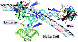 Graphical abstract: Anaerobic DNA cleavage activity in red light and photocytotoxicity of (pyridine-2-thiol)cobalt(iii) complexes of phenanthroline bases