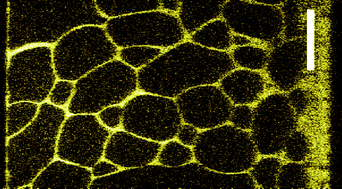 Graphical abstract: Demixing, remixing and cellular networks in binary liquids containing colloidal particles