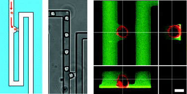 Graphical abstract: Optimization of microfluidic single cell trapping for long-term on-chip culture