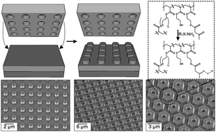 Graphical abstract: Role of surface chemistry and topology of chemoselectively tailored embossed films on shear adhesion