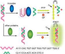 Graphical abstract: Sensitive, selective and label-free protein detection using a smart polymeric transducer and aptamer/ligand system