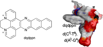 Graphical abstract: Structural analysis of the binding of the diquaternary pyridophenazine derivative dqdppn to B-DNA oligonucleotides
