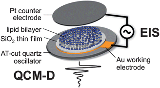 Graphical abstract: Combined QCM-D and EIS study of supported lipid bilayer formation and interaction with pore-forming peptides