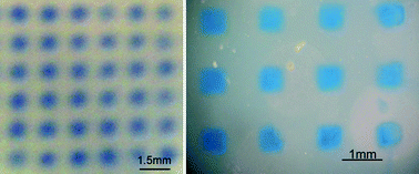Graphical abstract: Microfluidic devices for cell based high throughput screening