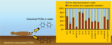 Graphical abstract: Transfer of polychlorinated biphenyls from marine sediment to a benthic fish (Pleuronectes yokohamae)