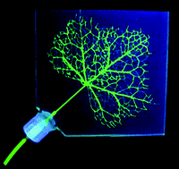 Graphical abstract: Direct-write assembly of biomimetic microvascular networks for efficient fluid transport