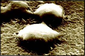 Graphical abstract: Control of neuronal cell adhesion on single-walled carbon nanotube 3D patterns