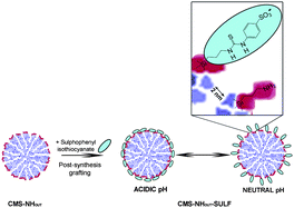 Graphical abstract: Controlling the delivery kinetics from colloidal mesoporous silica nanoparticles with pH-sensitive gates