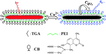 Graphical abstract: Signal amplification via cation exchange reaction: an example in the ratiometric fluorescence probe for ultrasensitive and selective sensing of Cu(ii)