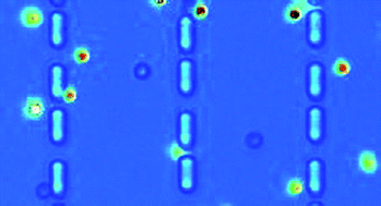 Graphical abstract: Negative mobility and sorting of colloidal particles