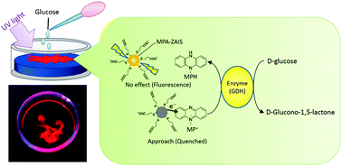 Graphical abstract: Emission quench of water-soluble ZnS–AgInS2 solid solution nanocrystals and its application to chemosensors