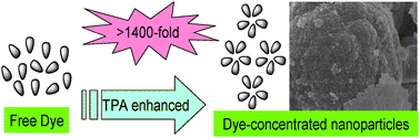 Graphical abstract: Two-photon absorption enhancement induced by aggregation with accurate photophysical data: spontaneous accumulation of dye in silica nanoparticles