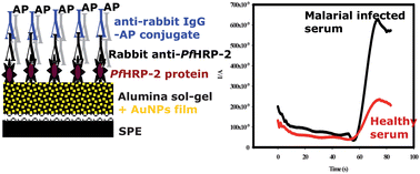 Graphical abstract: Amperometric immunosensor based on gold nanoparticles/alumina sol–gel modified screen-printed electrodes for antibodies to Plasmodium falciparum histidine rich protein-2