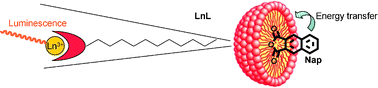 Graphical abstract: Hydrophobic chromophore cargo in micellar structures: a different strategy to sensitize lanthanide cations