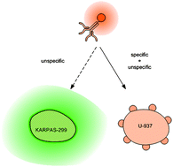 Graphical abstract: Dynamics of bionanoparticle targeting in mixtures of human tumour cells by validated population balance modelling