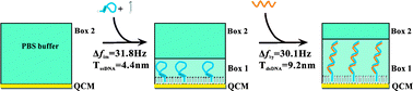 Graphical abstract: A quartz crystal microbalance-based molecular ruler for biopolymers