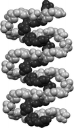 Graphical abstract: Construction of first anion-assisted helix inside a helix network