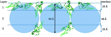 Graphical abstract: Protein trapping of silica nanoparticles