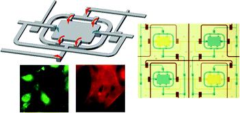 Graphical abstract: Continuously perfused, non-cross-contaminating microfluidic chamber array for studying cellular responses to orthogonal combinations of matrix and soluble signals