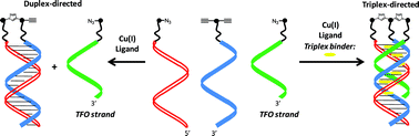 Graphical abstract: Small molecule induced control in duplex and triplex DNA-directed chemical reactions