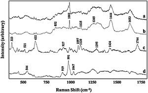 Graphical abstract: Forensic body fluid identification: The Raman spectroscopic signature of saliva