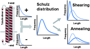 Graphical abstract: Engineering the length distribution of microtubules polymerized in vitro