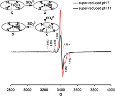 Graphical abstract: ‘Super-reduced’ iron under physiologically-relevant conditions