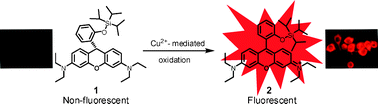 Graphical abstract: Fluorescence turn-on detection of Cu2+ in water samples and living cells based on the unprecedented copper-mediated dihydrorosamine oxidation reaction