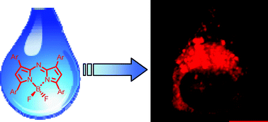 Graphical abstract: Water-solubilised BF2-chelated tetraarylazadipyrromethenes